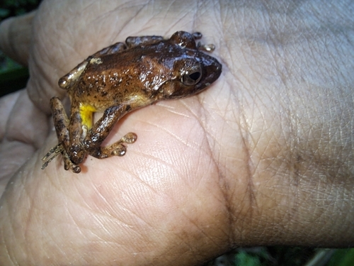 Platymantis observed 2026-08-15