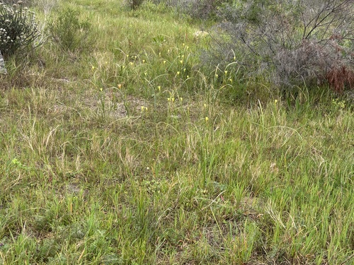 Moraea collina, photograph 6