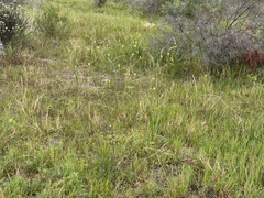 Moraea collina, photograph (c) Caroline Voget, some rights reserved (CC BY)