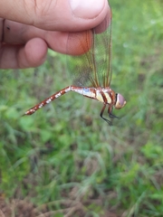 Anaciaeschna jaspidea