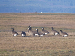 Branta canadensis occidentalis