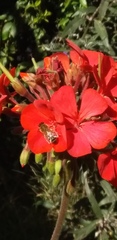 Apis mellifera
