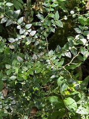 (c) 賴碧珠, some rights reserved (CC BY) Damnacanthus indicus, photograph (c) 賴碧珠, some rights reserved (CC BY)