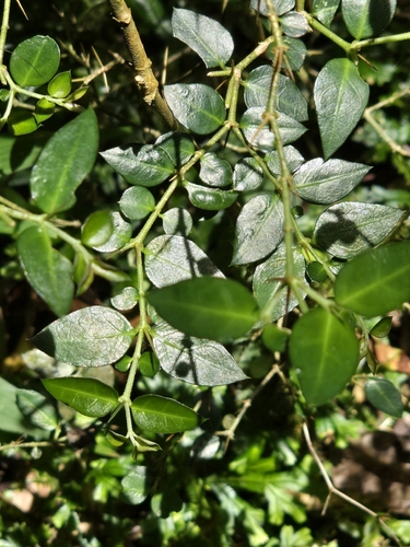 Damnacanthus indicus, photograph 3
