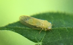 Acizzia jamatonica