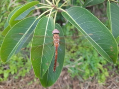 Anaciaeschna jaspidea