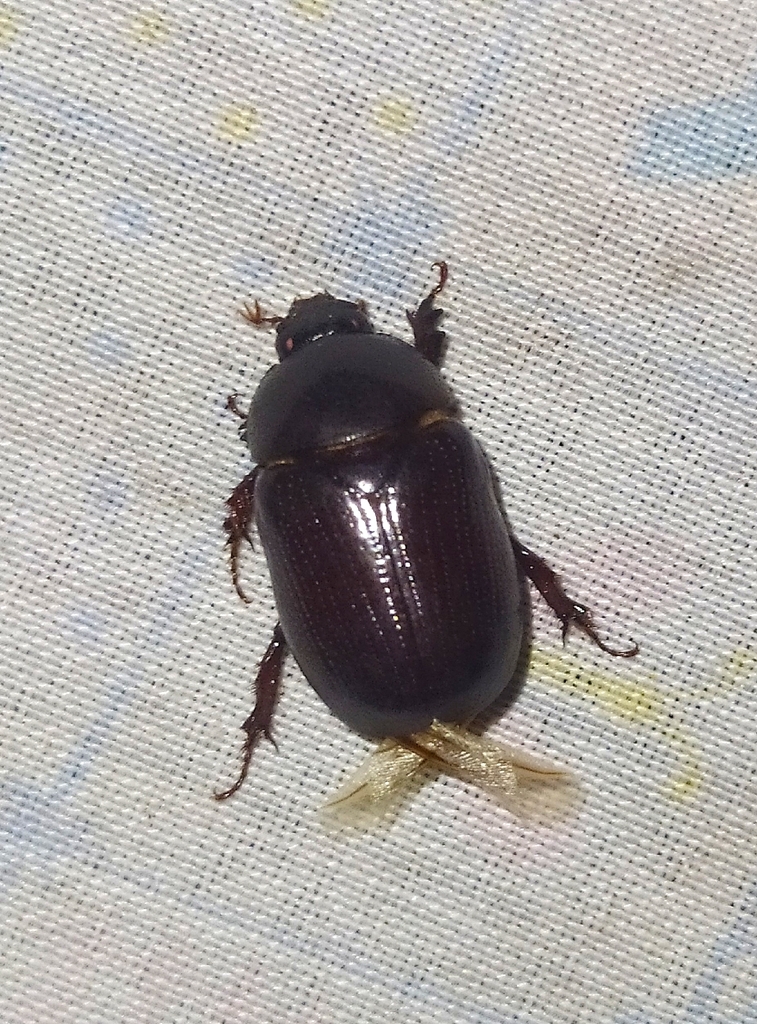 Tomarus fossor