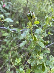 Aceria baccharipha