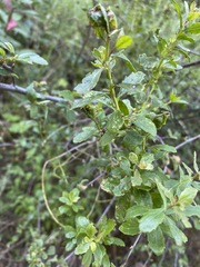 Aceria baccharipha