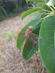 Anaciaeschna jaspidea