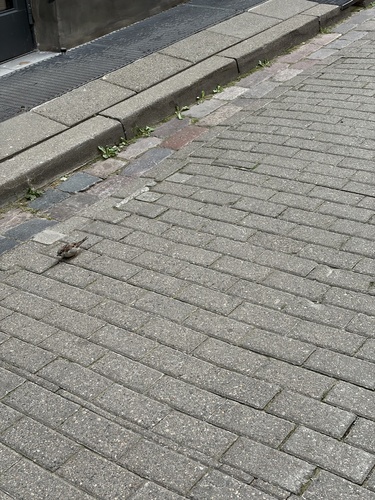 House Sparrow