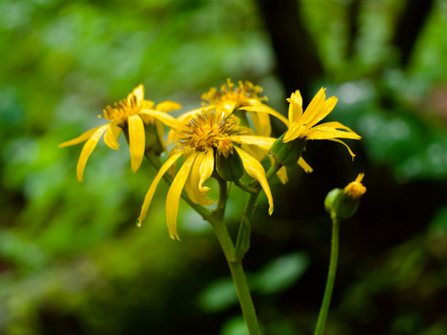 Ligularia dentata