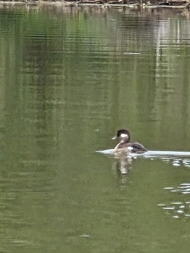 Bufflehead