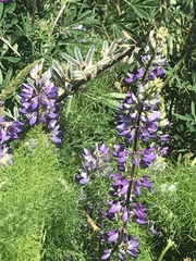 Lupinus nootkatensis