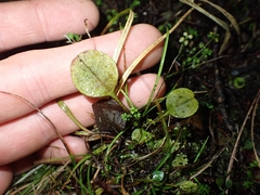Myosotis forsteri