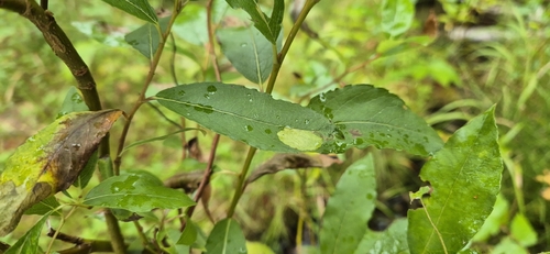 Lyonetia pulverulentella
