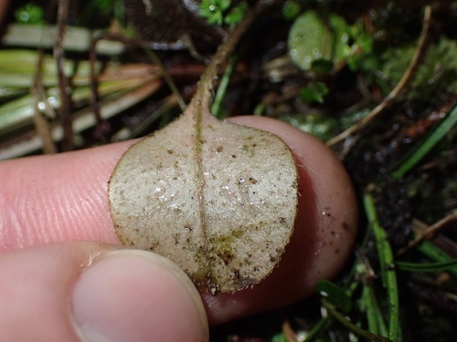 Myosotis forsteri, photograph 1