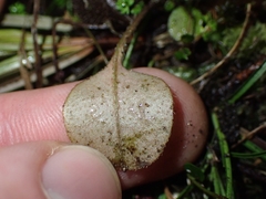 (c) Oscar Dove, some rights reserved (CC BY) Myosotis forsteri, photograph (c) Oscar Dove, some rights reserved (CC BY)