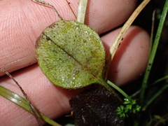 (c) Oscar Dove, some rights reserved (CC BY) Myosotis forsteri, photograph (c) Oscar Dove, some rights reserved (CC BY)
