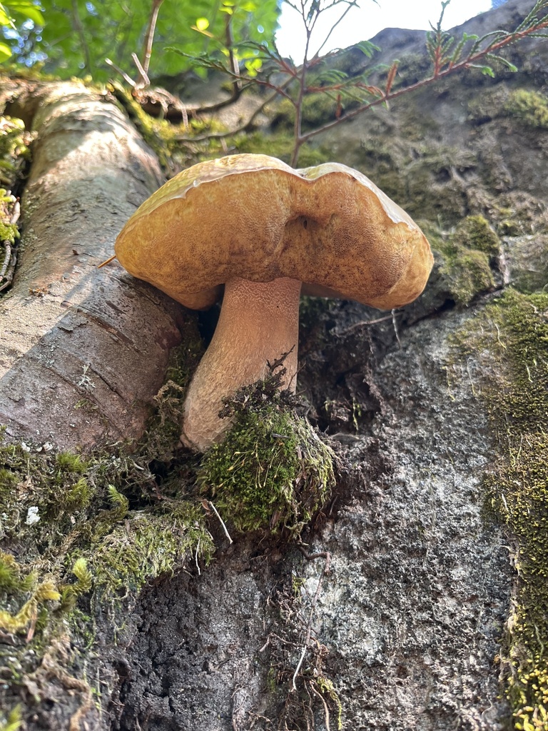 King Bolete · August 2026 · photo: Photo: no rights reserved · iNaturalist