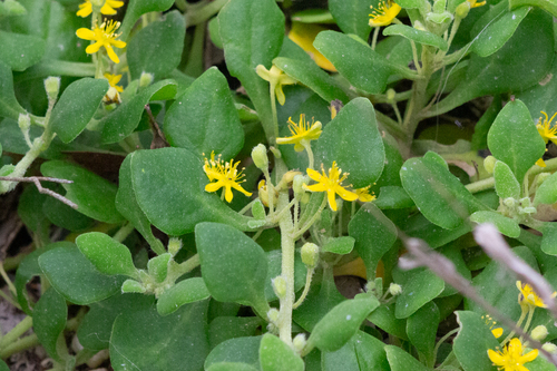 bower spinach