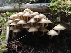 Mycena overholtsii