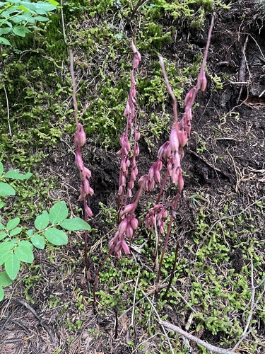 Corallorhiza mertensiana, photograph 6