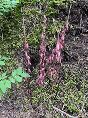 Corallorhiza mertensiana, photograph author not stated, no rights reserved