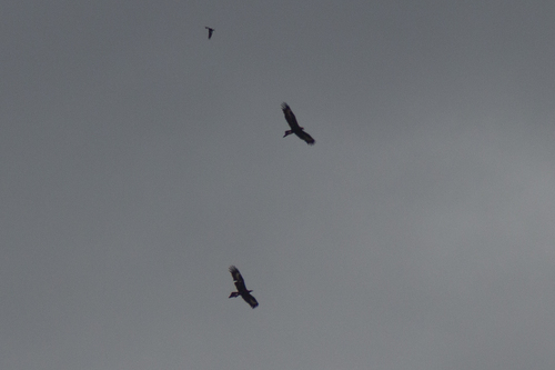 Mainland Wedge-tailed Eagle