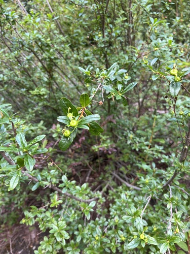 Elliottia pyroliflora, photograph 4