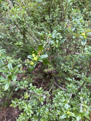 Elliottia pyroliflora, photograph author not stated, no rights reserved