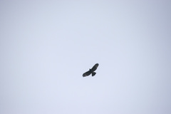 Parabuteo unicinctus