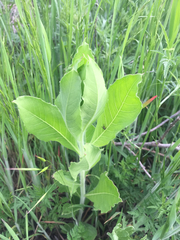Plectocephalus americanus