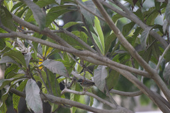 Zonotrichia capensis