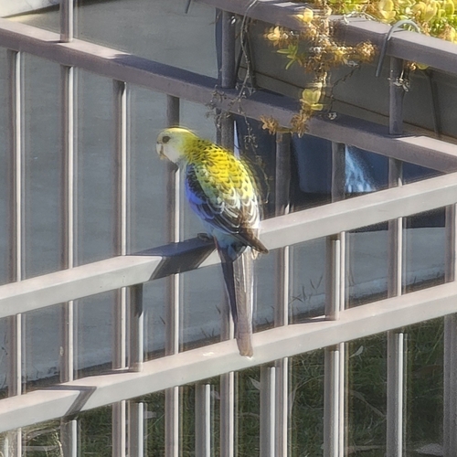 Pale-headed Rosella