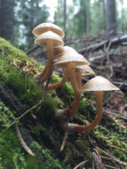 Mycena overholtsii