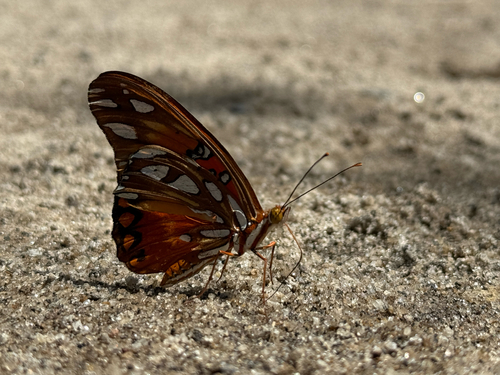 Gulf Fritillary