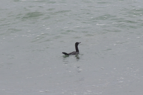 Little Black Cormorant