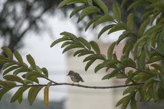 Pyrocephalus rubinus