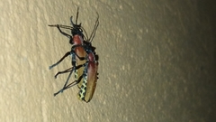 Chauliognathus faustus