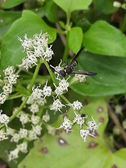 Apodynerus formosensis