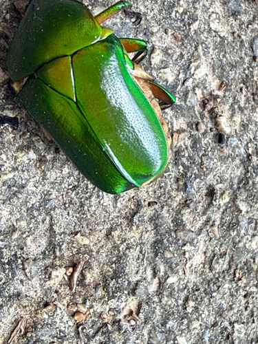 Trigonophorus rothschildi
