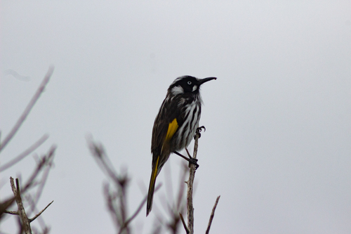 New Holland Honeyeater
