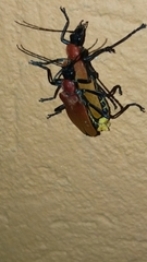 Chauliognathus faustus