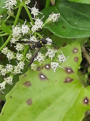 Apodynerus formosensis