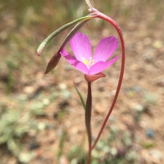 Clarkia gracilis gracilis