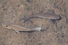 Sarotherodon melanotheron