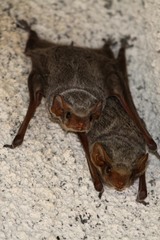 Taphozous mauritianus