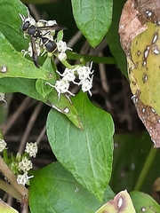 Apodynerus formosensis