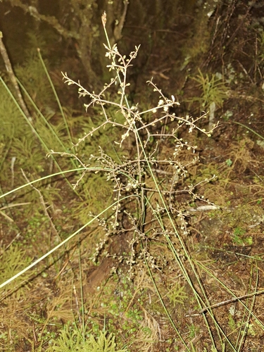 Pittosporum turneri